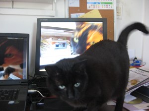 cat at computer