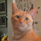 Ginger tabby with green eyes