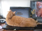 Ginger tabby (large) lying on my laptop keyboard.