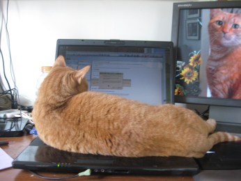 Ginger tabby (large) lying on my laptop keyboard.