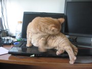 Cat grooming on keyboard of laptop