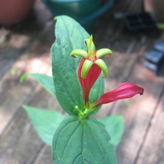 red and yellow-green blossoms
