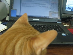Frankie orange tabby on lap with head in the way of the monitor