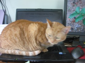 cat on computer