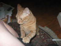 cat with paw on chair