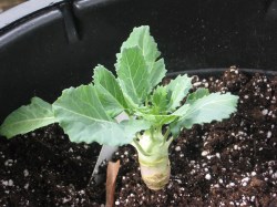 young kohlrabi plant